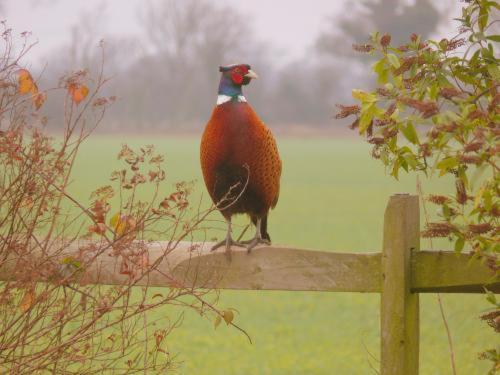 Pheasant Suites Colchester Bagian luar foto