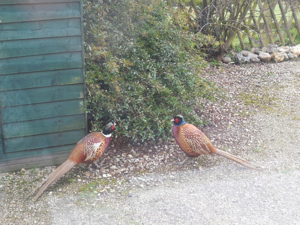 Pheasant Suites Colchester Bagian luar foto